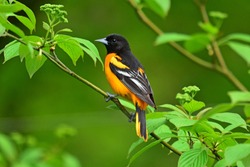 Male Baltimore Oriole perched in Red Osier Dogwood
