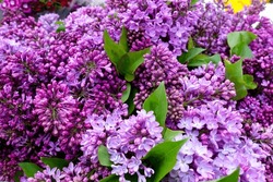 Beautiful lilac flowers ,Purple lilac flowers on the bush,summer time background.