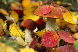 Mushrooms on a background of red and yellow leaves. Autumn time and edible mushrooms.