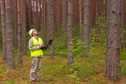 A forest engineer works in a forest with a computer. A man makes a computer taxation of a forest. Forest industry and digital technology.