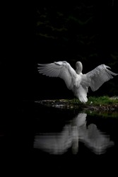 Swan with open wings over the lake 