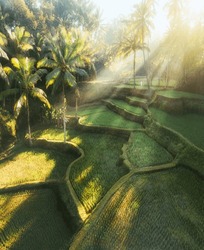 Beautiful Tegalalang's Rice Terrace in Bali. it is one of the World Heritage Site, approved by the UNESCO. The greenery will bring you into a deep relaxation of life. This is the landscape option.