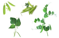 collection of different grean peas