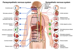 sympathetic and parasympathetic nervous system 3d medical vector illustration on white background