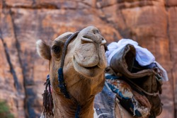 Camel from Guelte d'Archei oasis in Chad. Close up of head. Selective focus.
