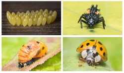 High resolution collage of the complete life cycle of a ladybug. Close ups of all 4 stages of the lifecycle of the Multicolored Asian ladybeetle. Scientific name: Harmonia axyridis. The Netherlands