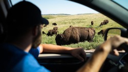 Watching Bison from car window
