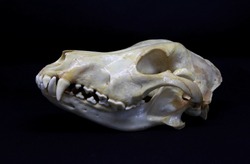 Front, back and side view of a dog (Canis lupus familiaris) skull bones isolated in black. Close up of a dead dog's head with a black background. White and clean skull with teeth. 