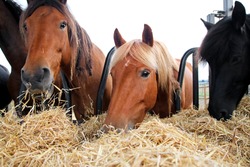 Group of beautiful farm horses feeding on hay. Portrait of black and brown hourses eating. Breeder or rancher providing straw. Farm industrial horse breeding and production. 