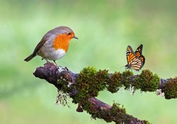 Beautiful background image of a wild robin (Erithacus rubecula) with stunning colors and a monarch butterfly (Danaus plexippus) standing on a branch. Tiny and cute bird looking at a prey butterfly. 