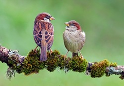 Beautiful couple of house sparrows (Passer domesticus) with vibrant colors standing on a branch. Cute birds in love, male and female garden birds looking at each other on a natural environment. Spain.