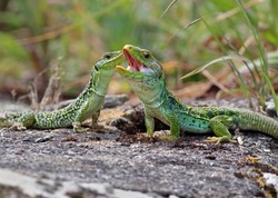 Couple of ocellated lizards (Timon lepidus) standing on a rock. Male and female reptiles mating. Beautiful and colorful green and blue lizards from Spain in natural mediterranean environment. 