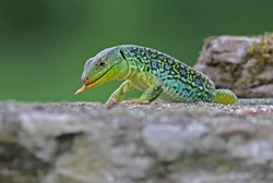 Close up portrait of a stunning ocellated lizard or jewelled lizard (Timon lepidus) eating a worm prey. Beautiful scary green and blue exotic lizard in natural environment. Reptile feeding. 
