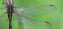 Macro photography of the wings of a dragonfly. Yellow river clubtail or yellow-legged dragonfly (Gomphus flavipes) wings in detail. Beautiful patter of a natural design. Nature background image.  