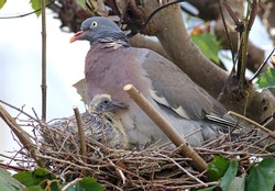 Common wood pidgeon (Columba palumbus) and chick resting on the nest. Mother bird protecting its offspring. Beautiful wild dove breeding. Agressive wood pigeon deffending the nest from an attack. Lugo