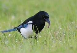 Smart eurasian magpie (Pica pica) holding a grasshopper prey in its beak. Young beautiful intelligent raven playing in the grass. Clever predator bird hunting insects pests with natural background. 