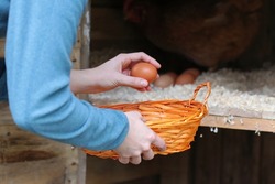 Female farmer collecting fresh eggs from hen house to a basket. Close up of the hands of a caucasian young woman picking eggs from the chicken coop. Organic and ecological fresh food concept. 