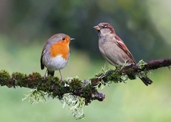 House sparrow (Passer domesticus) and robin (Erithacus rubecula) standing on a branch. Cute garden birds from different species interacting in natural environment. Two colorful birds background image.