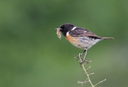 Beautiful and colorful male stonechat (Saxicola rubicola) holding a caterpillar prey on its beak. Bird hunting worms. Stunning exotic bird with natural forest background and vibrant orange colors.