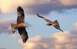 Couple of beautiful kites (Milvus milvus and Milvus migrans) in flight with cloudy sky background. Red and black kites. Flying bird of prey with vibrant colors and space for text. Taken in Spain.
