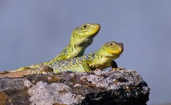 Couple of ocellated lizards (Timon lepidus) standing on a rock. Male and female reptiles mating. Beautiful and colorful green and blue lizards from Spain in natural mediterranean environment.