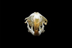 Skull of a golden hamster or Syrian hamster (Mesocricetus auratus) isolated in black. Front and side view of a hamster's cranium with black background. Anatomy of a rodent's skull, eye and teeth.