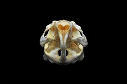 Skull of a guinea pig (Cavia porcellus) isolated in black. Front and side view of a cavy's cranium with black background. Anatomy of a rodent's skull, eye and teeth.