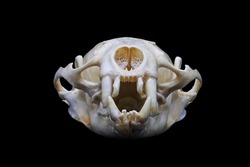 Skull of an eurasian otter (Lutra lutra) or common otter isolated in black. Front and side view of the cranium of an european otter with black background. Anatomy of an otter's skull, eye and teeth.