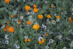 Orange and yellow marigold flowers in a large organic flowerbed .Blooming calendula (lat. Calendula officinalis) in the garden