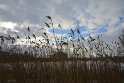 Beautiful view of dried stalks of reeds against the background of blue sky .Reeds and cattails on the river bank. Wide format.