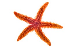 Dried common starfish / sea star (Asterias rubens) on white background