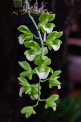 Catasetum orchid raymond lerner fully bloom