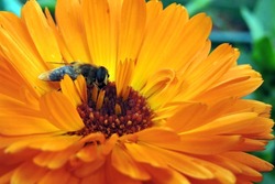 A close-up of a bee sitting on an orange pot marigold flower, blurred green leaves in the background