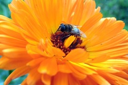 A close-up of a bee sitting on an orange pot marigold flower, blurred green leaves in the background