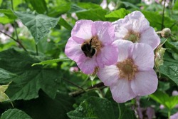 A close-up of a bumblebee pollinating a pink flowering raspberry flower
