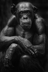 Beautiful Portrait of a Gorilla. Male gorilla on black background, severe silver back, anthropoid ape. Soft focus noise visible due to high ISO.  
