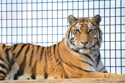 Amur Tiger in a cage.