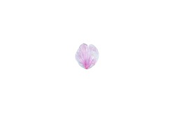 Pink cherry blossom petal on a white background.