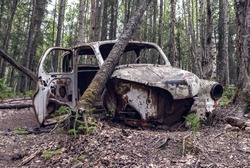Old Car Abandoned in a birch forest. The vehicles is in extremely poor state, it's rotting, rusted and interior completely stripped.
