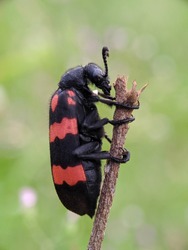 A beetle blister perched on a twig