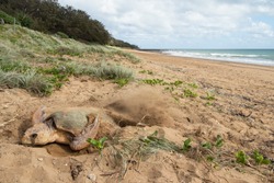 A female Loggerhead Turtle flicking sand over her eggs to bury them after laying over 100 eggs above the high tide level at Mon Repos beach in Australia.