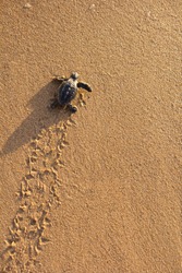 Loggerhead Turtle - Free Stock Photo by Pixabay on Stockvault.net