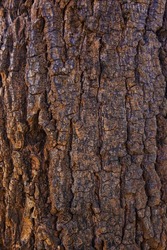 Close Up of Bark on Tree Stump. Old tree. many years old. carbon sink. close up of bark.macro photography. multi use.  background or backdrop. sunlight on bark. High quality photo