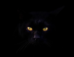 Black cat with gold eyes on black background.