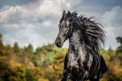 A black Friesian horse gallops in a meadow in autumn colors