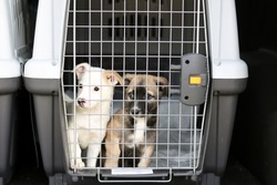 puppies in a container for transporting animals. travel with animals