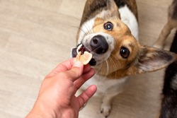 dehydrated carrots for dietary nutrition of dogs. dog gets a treat. High quality photo