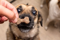 the dog is waiting for a tasty treat. treat for a dog in the form of a bone in a human hand. dog training. High quality photo