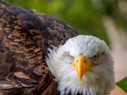 head eagle close up looking