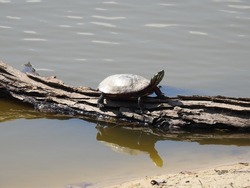 Eastern painted turtle perched on a withered log, basking in the sun, at the Bombay Hook National Wildlife Refuge, Kent County, Smyrna, Delaware.